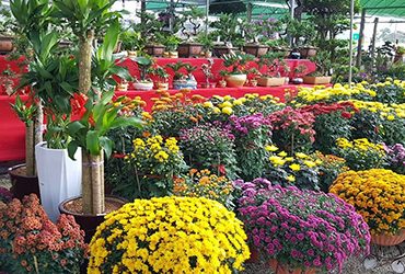 Idaman-Katsura-nursery Idaman-Katsura-nursery