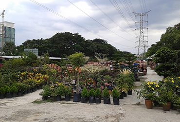 Nursury-Setapak Nursury-Setapak