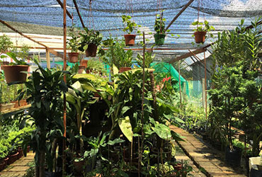 Sugumar-Landscape-Nursery Sugumar-Landscape-Nursery