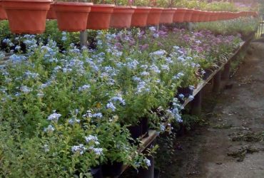 Ideal Plant Nurseries Shah Alam Ideal Plant Nurseries Shah Alam
